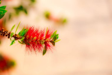 Bulanık arka planda çiçek siluetinin kırpılmış görünümü