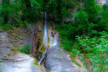 Bahar ormanının detayları, doğal arka plan.