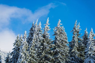mavi gökyüzü ve kış sezonu, karla kaplı iğne yapraklı ağaçlar 