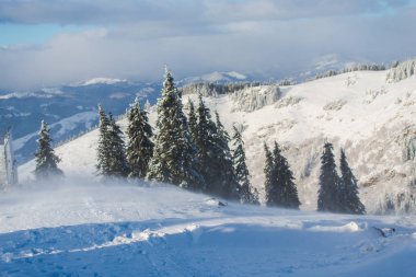 kar kış orman iğne yapraklı ağaçları ile kaplı