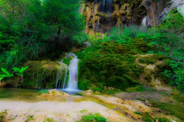 Bahar ormanının detayları, doğal arka plan.