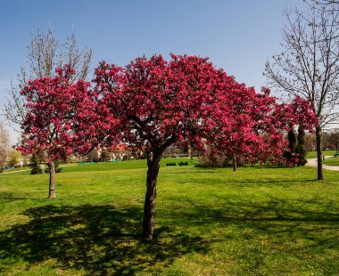 bahar bahçe yeşil çim çayır, sakura ile ağaçlarda çiçeği kırmızı çiçekler