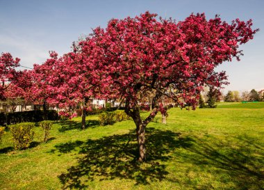 ağaç bahar bahçe yeşil çim çayır ile Bahar çiçeği 