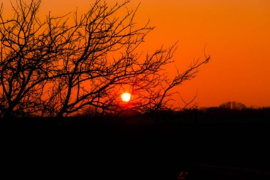 görkemli turuncu günbatımı gökyüzü ve ağaç dalları siluetleri 