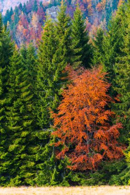 Renkli ağaçlar ile sonbahar orman