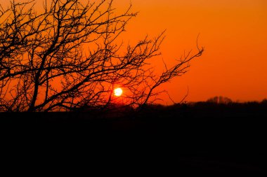 görkemli turuncu günbatımı gökyüzü ve ağaç dalları siluetleri 