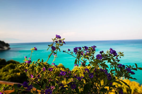 Blå Havet Vatten Och Växande Lila Violetta Blommor Buskar — Stockfoto