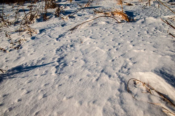 Paysage Enneigé Hiver — Photo