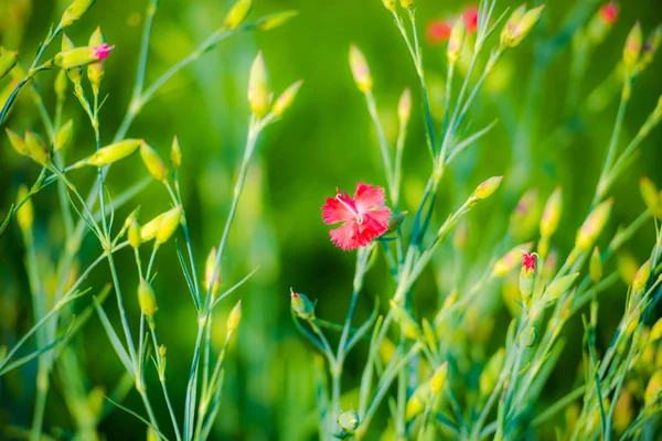 blossom red tiny flowers