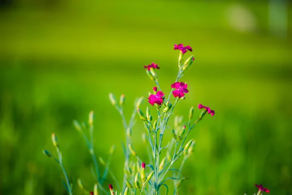 Prachtige Kleine Purperen Bloemen Bloeien — Stockfoto