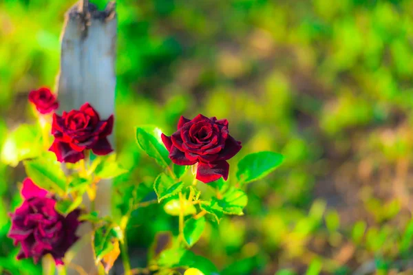 Blomstra Vackra Färska Blommor Röda Rosor Buske Med Blad — Stockfoto
