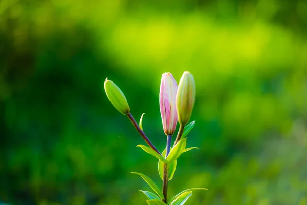 Krásné Čerstvé Květiny Lilie — Stock fotografie