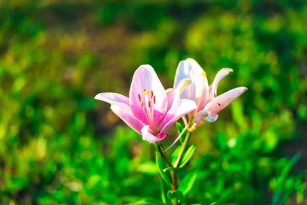 Güzel Lily Çiçek Çiçek — Stok fotoğraf