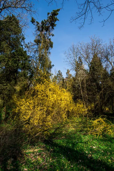 Spring Park Met Gele Struiken Bomen — Stockfoto