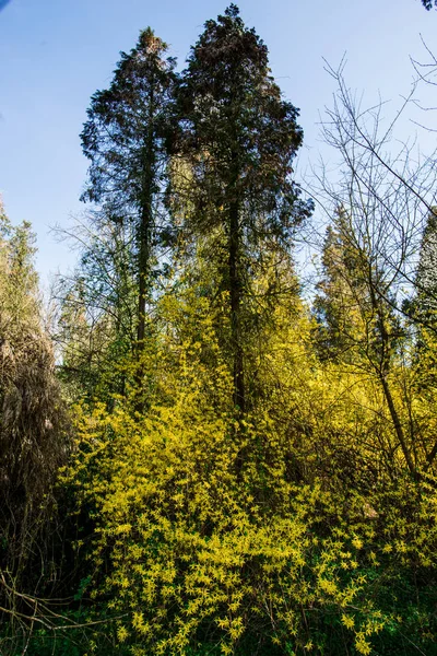 Spring Park Med Gula Buskar Och Träd — Stockfoto