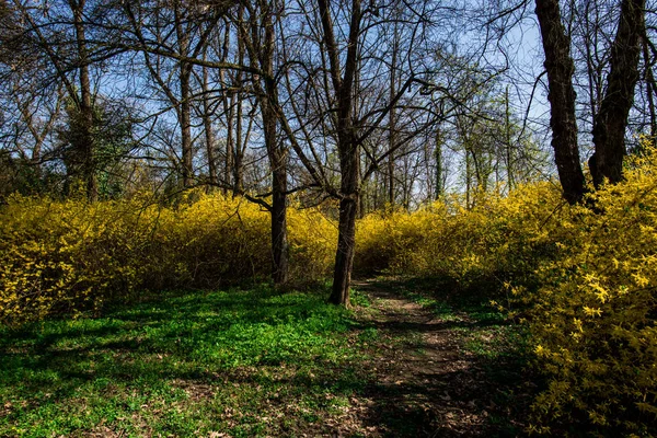 Parque Primavera Con Coloridos Arbustos Árboles — Foto de Stock