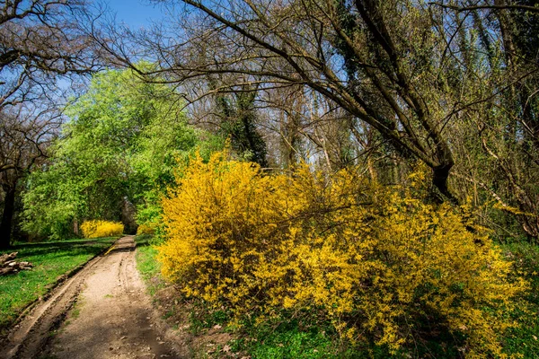 Spring Park Med Gula Buskar Och Träd Väg Väg — Stockfoto