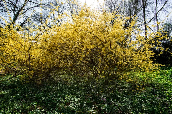 Frühlingspark Mit Gelben Sträuchern Und Bäumen — Stockfoto