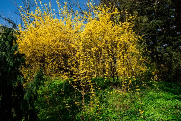 Parque Primavera Com Arbustos Coloridos Árvores — Fotografia de Stock
