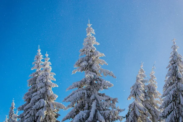 Blauwe Hemel Winterseizoen Besneeuwde Naaldbomen — Stockfoto