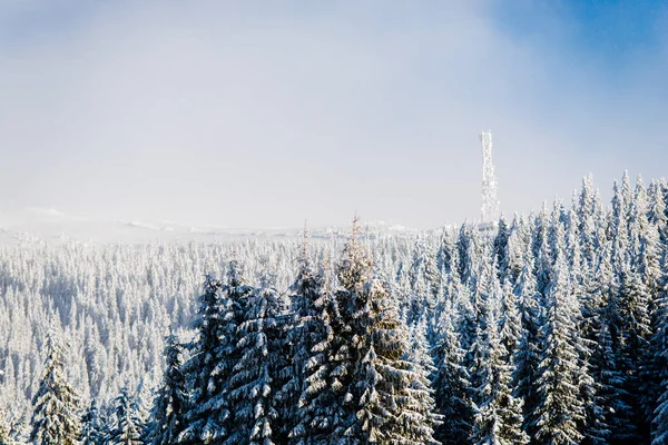 Bosque Invierno Cubierto Nieve Con Abetos — Foto de Stock