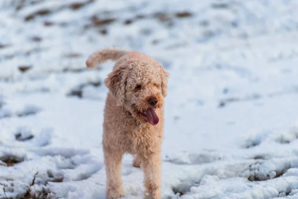 Cão Bonito Poodle Jogando Livre Neve — Fotografia de Stock