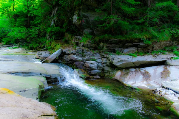 Podrobnosti Jarním Lese Přírodním Pozadí — Stock fotografie