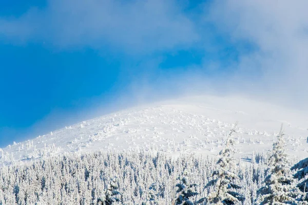 Bosque Invierno Cubierto Nieve Con Árboles Coníferas — Foto de Stock