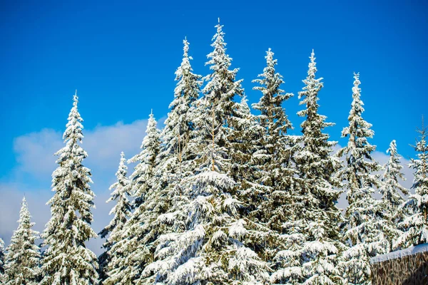 Cielo Azul Estación Invernal Árboles Coníferas Cubiertos Nieve — Foto de Stock