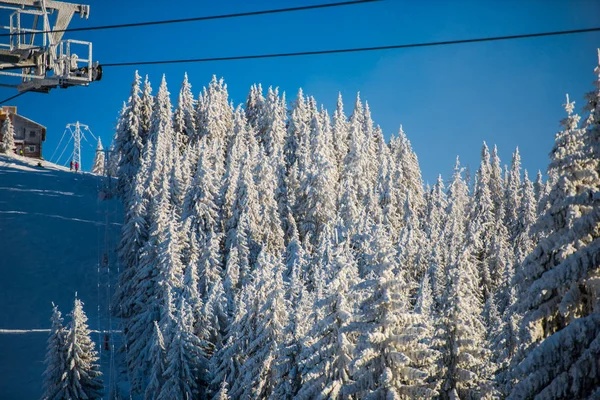 Bosque Invierno Con Abetos Cubiertos Nieve — Foto de Stock