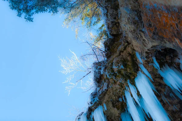 Detalhes Floresta Inverno Fundo Natural — Fotografia de Stock