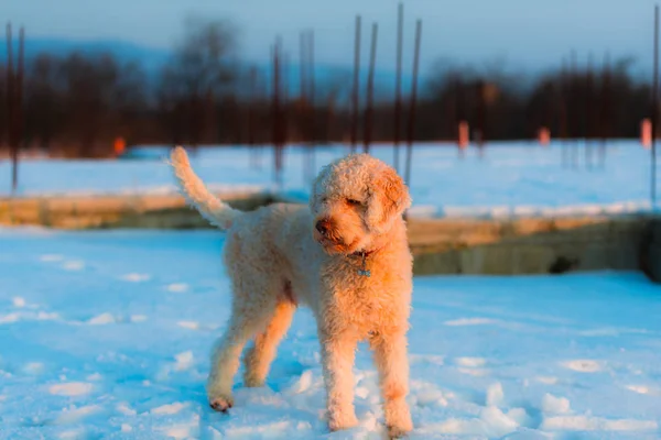 Volle Länge Des Stehenden Rollladens Pudel Welpe Hund Schnee — Stockfoto