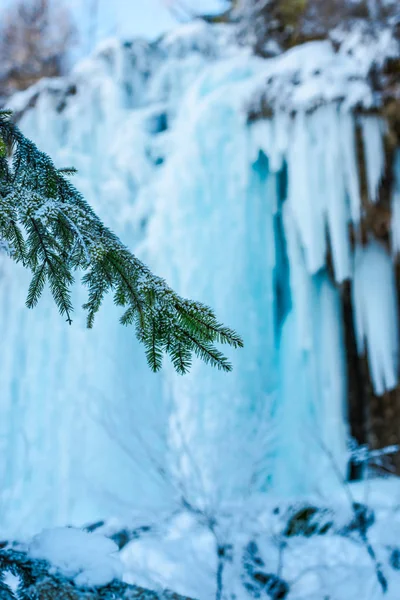 Temporada Invierno Carámbanos Congelados Rama Abeto Verde Primer Plano —  Fotos de Stock