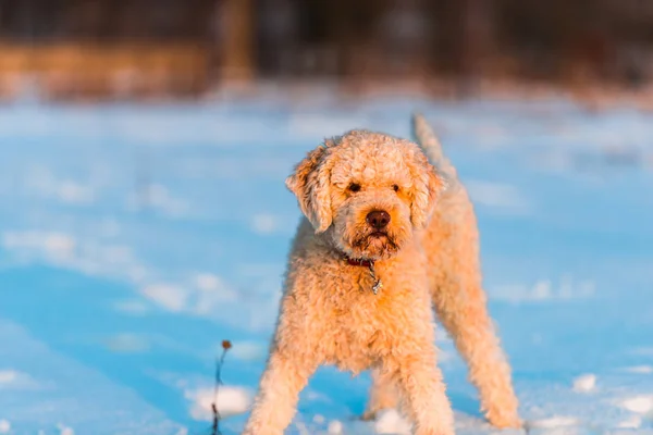 Volle Länge Des Stehenden Rollladens Pudel Welpe Hund Schnee — Stockfoto