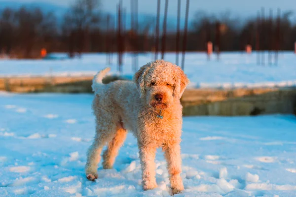 Volle Länge Der Stehenden Rollladen Pudel Welpe Hund Auf Schneebedecktem — Stockfoto