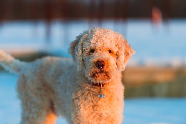 Shutter Cane Cucciolo All Aperto Inverno Neve All Aperto — Foto Stock