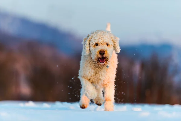 Rollladen Pudel Welpe Hund Laufendes Verspieltes Haustier Schneebedecktem Feld — Stockfoto