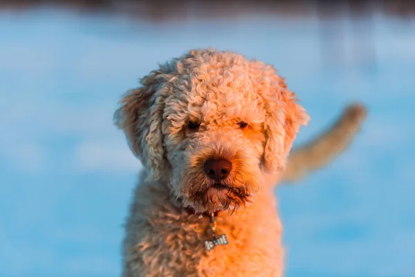 Ritratto Shutter Cane Cucciolo Barboncino — Foto Stock