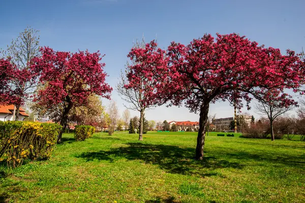 Blühende Frühlingsbäume Frühlingsgarten Mit Grüner Graswiese — Stockfoto