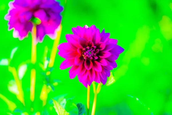 Blühen Schöne Frische Blumen Leuchtend Rosa Blüten — Stockfoto