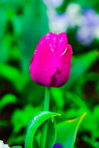 Цветок Красивый Свежий Цветок Розовый Тюльпан — стоковое фото