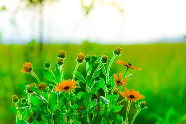 Blühen Schöne Gelbe Blumen — Stockfoto