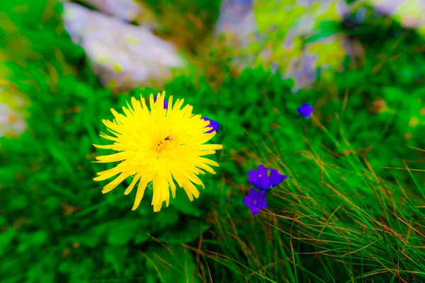 Kvetoucí Květiny Přírodní Pozadí — Stock fotografie