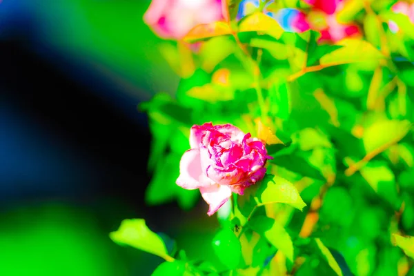 Blossom Beautiful Fresh Flower Pink Rose Bush — Stock Photo, Image