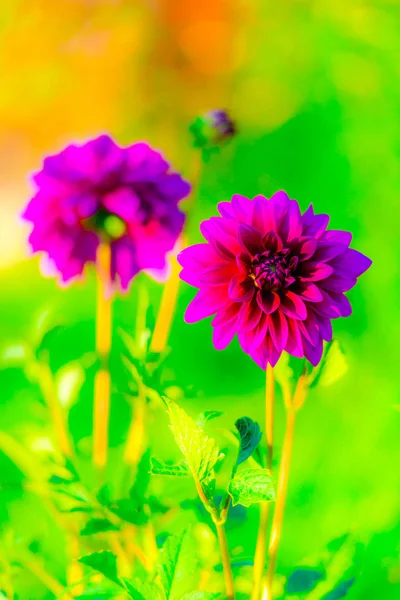 Flores Hermosas Flores Color Rosa Brillante — Foto de Stock