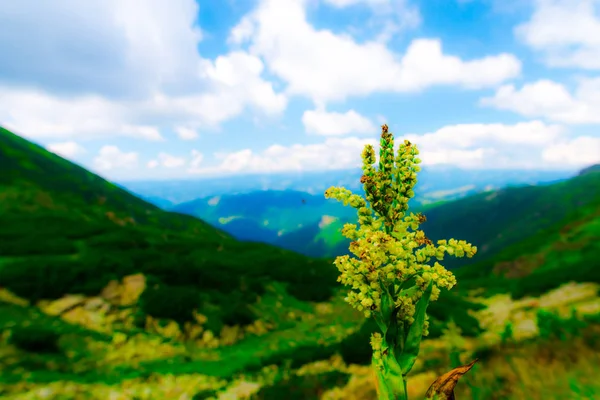 Montañas Borrosas Paisaje Con Plantas Frescas Primer Plano —  Fotos de Stock