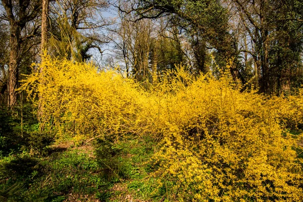 Blühen Schöne Gelbe Buschblumen Wald Mit Bäumen — Stockfoto
