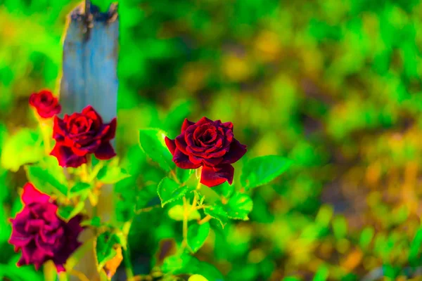 Flor Belas Flores Frescas Rosas Vermelhas — Fotografia de Stock