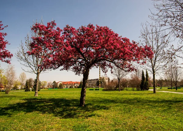 Blühen Rote Blumen Auf Bäumen Frühling Garten Mit Grünem Gras — Stockfoto