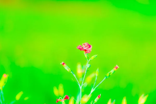 green nature with growing tiny plant with flowers